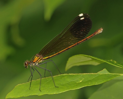 Female
19 June 2014  Rusk, WI